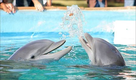 Самым древним, умным и развитым видом живых существ на нашей планете являются киты, за ними следуют дельфины, а уж затем идут люди.