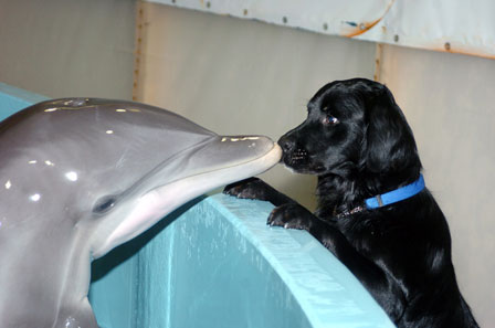 Дельфины очищают и сознание, и души людей